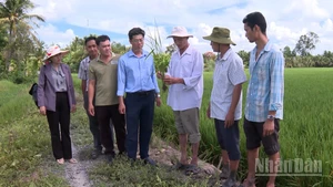 Tổ khuyến nông cộng đồng tư vấn kỹ thuật sản xuất lúa cho nông dân.