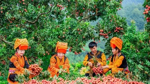 Nét đẹp mùa thu hoạch vải thiều vùng cao của tỉnh Bắc Giang