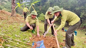 Cán bộ Kiểm lâm Lục Yên tham gia trồng rừng. Ảnh: Văn Thông