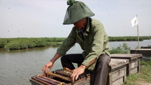 Nuôi ong ở vùng ngập mặn Xuân Thủy.