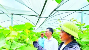 Mô hình trồng nho Hạ đen của Hợp tác xã kinh doanh dịch vụ nông nghiệp tổng hợp Việt Huyền, xã Đầm Hà, huyện Đầm Hà, Quảng Ninh.