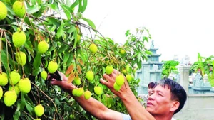 Nông dân Phù Cừ được mùa vải.