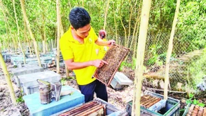 Anh Trần Minh Nìm kiểm tra đàn ong.