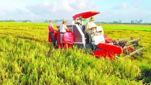 Sử dụng máy gặt đập liên hợp trong thu hoạch lúa giúp các hợp tác xã, tổ hợp tác thu hoạch từ 3-5 ha lúa/ngày.