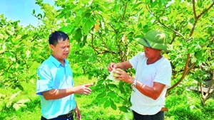 Nhiều mô hình nông nghiệp hiệu quả được lồng ghép trong chương trình xây dựng nông thôn mới ở Quảng Ninh.