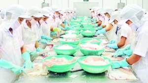 Chế biến cá tra xuất khẩu tại Khu công nghiệp Trà Nóc, thành phố Cần Thơ.