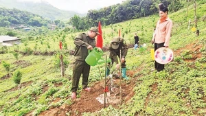 Nông dân xã Quài Nưa chủ động trồng cây mắc-ca trên các diện tích đất nương bạc màu.