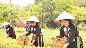 Các cô gái người Cao Lan tại bản Ven hái chè phục vụ du khách trải nghiệm.