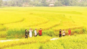 Khách du lịch trải nghiệm mùa lúa chín ở Nghĩa Đô.