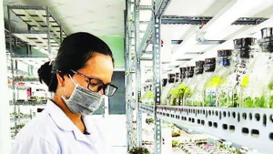 Nhân giống hoa lan trong ống nghiệm tại Khu Nông nghiệp công nghệ cao Thành phố Hồ Chí Minh.