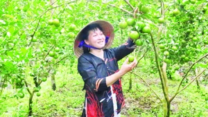 Quýt đường Long Trị, xã Bình Phú, tỉnh Vĩnh Long.
