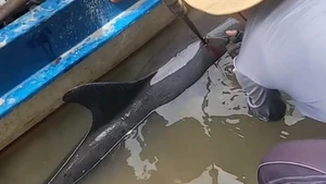 Cảnh người dân giải cứu cá heo bị thương đi lạc (ảnh cắt từ clip).