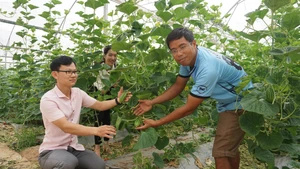 Anh Trần Xuân Đăng (bên phải) giới thiệu về cơ chế phát triển của cây dưa. (Ảnh Văn Học)