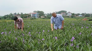 Nhiều thôn nông thôn mới không những quan tâm phát triển kinh tế, mà còn nỗ lực tạo dựng cảnh quan môi trường sạch đẹp.