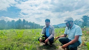 Cán bộ xã Ba Tô, huyện Ba Tơ, tỉnh Quảng Ngãi kiểm tra tình trạng trồng cây chờ đền bù trên địa bàn.