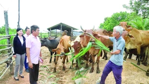 Mô hình chăn nuôi bò từ nguồn vốn vay tín dụng chính sách của gia đình ông Nguyễn Văn Tuấn ở thôn Thịnh Phú,xã biên giới Ia Lốp mang lại hiệu quả kinh tế cao.