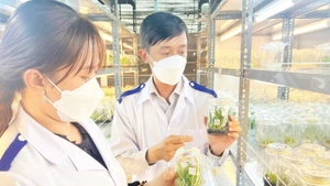 Ứng dụng công nghệ trong nhân giống tại Trung tâm Giống và hoa kiểng tỉnh Bến Tre.
