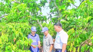 Cán bộ xã Mô Rai, tỉnh Quảng Ngãi (mới) hướng dẫn nông dân kỹ thuật chăm sóc cây cà-phê.