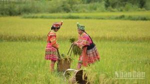 Sắc màu ngày mùa. (Ảnh: VŨ LINH)
