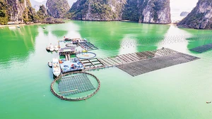 Mô hình trang trại lồng bè nuôi hải sản và rong sụn kết hợp du lịch trải nghiệm ở Quảng Ninh. 