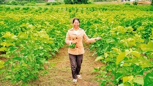 Được sự hỗ trợ của Dự án “Tôi gieo vui-She Feeds the World”, nhiều phụ nữ ở xã vùng sâu Yang Mao, tỉnh Đắk Lắk phát triển nghề trồng dâu nuôi tằm, vươn lên thoát khỏi đói nghèo.