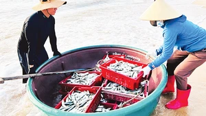 Khai thác hải sản là một trong những nghề truyền thống của người dân ven biển vùng Đồng bằng sông Hồng.