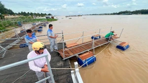 Làm các cầu phao bao quanh khu vực bến sông đình vừa bảo vệ cá, vừa làm lối đi cho khách tham quan tại tỉnh Đồng Tháp. (Ảnh: HỮU NGHĨA)