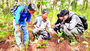 Tiến sĩ nấm học Trương Bình Nguyên hướng dẫn sinh viên Khoa Sinh học Trường đại học Đà Lạt phân biệt các loại nấm rừng thông Đà Lạt.