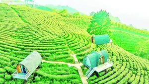 Công ty trách nhiệm hữu hạn Kolia Cao Bằng xây dựng vùng nguyên liệu, sản xuất sản phẩm trà cao cấp, kết hợp du lịch sinh thái đạt hiệu quả tốt.