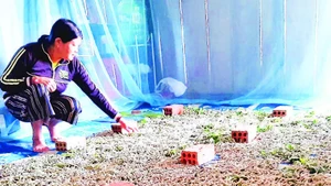 Gia đình bà Lục Thị Nghiêm, xã Quảng Hòa đầu tư trồng dâu nuôi tằm từ nguồn vốn Chương trình 1719.