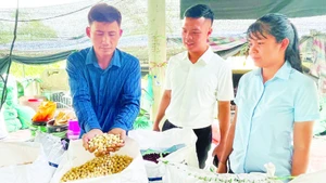 Anh Nguyễn Toàn Quốc (ngoài cùng bên trái) giới thiệu sản phẩm hạt bồ đề đủ tiêu chuẩn đưa sấy khô.