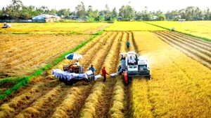 Đề án 1 triệu ha lúa phát thải thấp được kỳ vọng là hướng mở bền vững cho ngành hàng lúa gạo. 