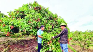 Anh Hoàng Văn Sơn (bên phải) trao đổi với lãnh đạo xã về vụ vải được mùa.