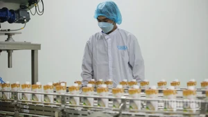 Chế biến sản phẩm từ nông sản tại Công ty cổ phần công nghiệp thực phẩm Thabico Tiền Giang.