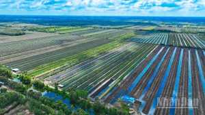 Vùng nguyên liệu khóm ở Đồng Tháp Mười (tỉnh Đồng Tháp).