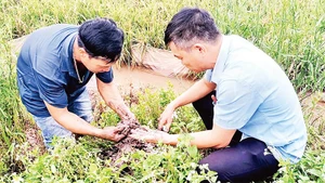 Cán bộ Trung tâm Khuyến nông Hưng Yên thăm đồng, kiểm tra rươi sinh trưởng trên ruộng lúa hữu cơ.
