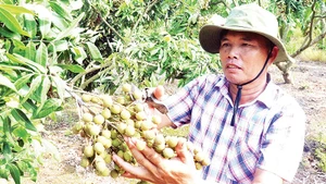 Nông dân xã Tân Hưng, tỉnh Hưng Yên được mùa nhãn.