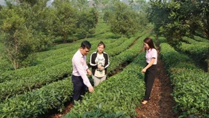 Cán bộ tín dụng chính sách ở Sơn La thường xuyên bám địa bàn hướng dẫn bà con sử dụng vốn hiệu quả.