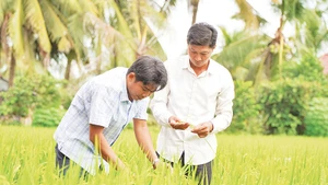 Nông dân Hợp tác xã Dịch vụ Nông nghiệp Thắng Lợi (tỉnh Đồng Tháp) thăm lúa sản xuất thí điểm thực hiện Đề án 1 triệu héc-ta lúa chất lượng cao, phát thải thấp. (ẢNH: HỮU NGHĨA)