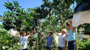Tổ dân cư sinh thái số 1 thôn Cửa Lĩnh, xã Đức Lĩnh, huyện Vụ Quang, tỉnh Hà Tĩnh “nâng chất” các tiêu chí nông thôn mới.