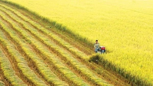 Nông dân Đồng bằng sông Cửu Long dần chuyển đổi sang phương thức canh tác thông minh nhằm thích ứng với biến đổi khí hậu. 