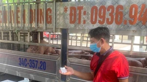 Lực lượng chức năng phát hiện và bắt giữ số lượng lớn lợn nhiễm bệnh đi tiêu thụ.