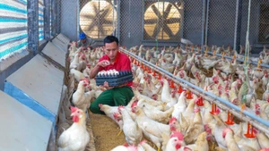 Trang trại chăn nuôi gà Ai Cập lấy trứng tại xã Tam Dương (Phú Thọ) được xây dựng theo mô hình khép kín, áp dụng công nghệ cao. (Ảnh TRÀ HƯƠNG)