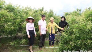 Từ nguồn vốn vay của Ngân hàng Chính sách huyện Ea Súp, chị Phạm Thị Chi ở thôn Thịnh Phú, xã biên giới Ia Lốp đầu tư trồng 1,1 ha nhãn xuồng cơm vàng đã cho thu hoạch hai năm nay. 