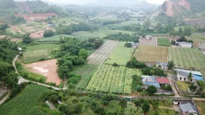 Giao khoán trong công ty nông nghiệp cần được phát huy hiệu quả trong giai đoạn mới. (Ảnh: HNV)