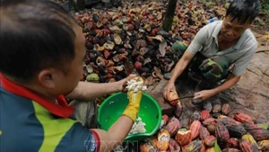Nông dân thu hoạch ca-cao ở xã Ea Kna, huyện Krông Ana, Đắk Lắk. (Ảnh: Vũ Sinh/TTXVN)