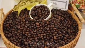 Cà-phê Việt Nam chất lượng cao gắn với tăng trưởng xanh và phát triển bền vững. (Ảnh: HOÀI THU/TTXVN)