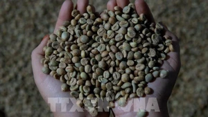 Giá cà-phê Robusta ghi nhận phiên tăng thứ ba liên tiếp. (Ảnh: TTXVN)