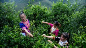Người dân ở Tây Côn Lĩnh (Tuyên Quang) thu hoạch chè shan tuyết cổ thụ.