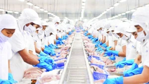 Chế biến cá tra xuất khẩu tại Công ty cổ phần Vĩnh Hoàn. (Ảnh THANH NGỌC)